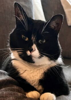 Rescue Tuxedo and Domestic Short Hair Cats for Adoption in Hillsboro, Oregon - JUDY #1761- Offered By Owner | PetCurious