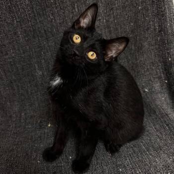 Domestic Short Hair Cats Available for Adoption in Waterloo, Iowa - Seb | PetCurious