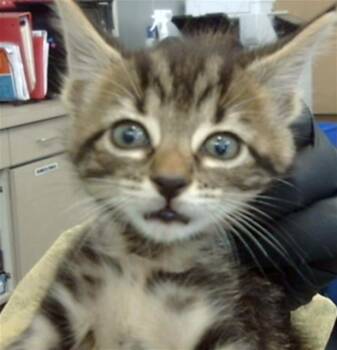 TIGGER -  Domestic Long Hair Cat for Adoption in Dallas, Texas - TIGGER | PetCurious