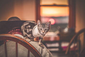 Rescue Tabby Cats for Adoption in Plano, Texas - Pawl | PetCurious