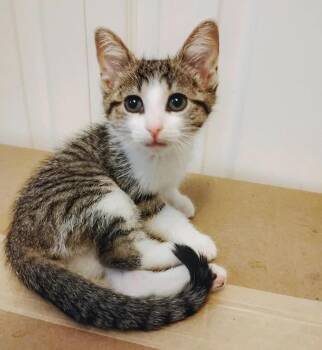 Maisie -  American Shorthair Cat for Adoption in Toronto, Ontario - Maisie | PetCurious