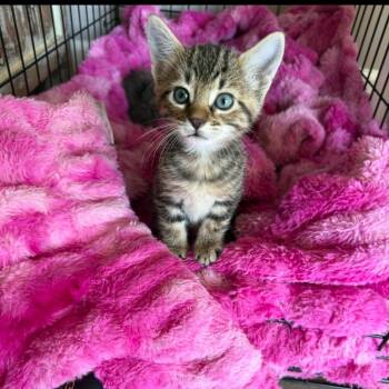 Peep -  Tabby Cat for Adoption in Albuquerque, New Mexico - Peep | PetCurious