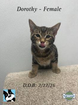 Dorothy - Sweet and affevttionate -  Domestic Short Hair Cat for Adoption in Muskego, Wisconsin - Dorothy - Sweet And Affevttionate | PetCurious