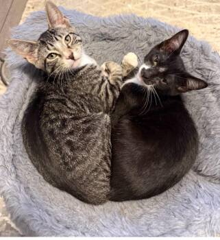 Peony and Magnolia -  Domestic Short Hair Cat for Adoption - Peony And Magnolia | PetCurious