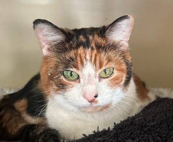 Calico Cats Available for Adoption in Albuquerque, New Mexico - Gigi | PetCurious