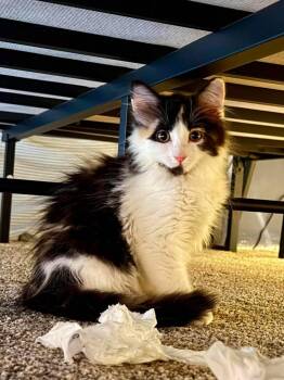 Honeychild -  Domestic Medium Hair Cat for Adoption in Cloquet, Minnesota - Honeychild | PetCurious
