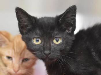 Stardust -  Domestic Short Hair Cat for Adoption in Portland, Oregon - Stardust | PetCurious