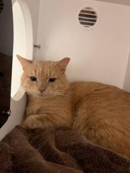 Domestic Short Hair Cats Available for Adoption in Fairfax, Virginia - Doc (working Cat) | PetCurious