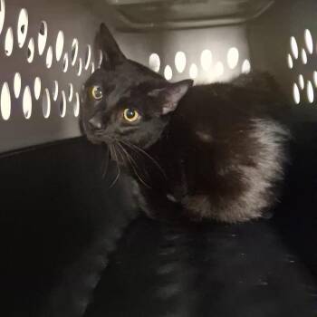 Billy -  Domestic Short Hair Cat for Adoption in Allentown, Pennsylvania - Billy | PetCurious
