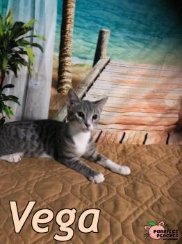 Vega -  Domestic Short Hair Cat for Adoption in Douglasville, Georgia - Vega | PetCurious