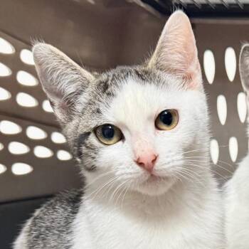 Venus -  Domestic Short Hair Cat for Adoption in Redwood Valley, California - Venus | PetCurious