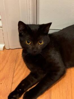 Rescue Domestic Short Hair Cats for Adoption in East Amwell Township, New Jersey - Sadie | PetCurious