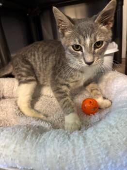 Pumpkin -  Domestic Short Hair Cat for Adoption in Metter, Georgia - Pumpkin | PetCurious
