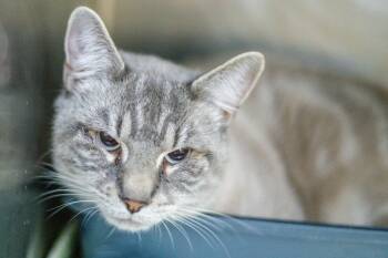 Ghost -  Domestic Short Hair Cat for Adoption in Hilton Head Island, South Carolina - Ghost | PetCurious