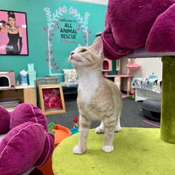 Sam -  Domestic Short Hair Cat for Adoption in Morgan Hill, California - Sam | PetCurious