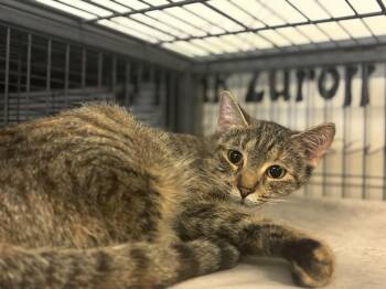 Dimples -  Domestic Short Hair Cat for Adoption - Dimples | PetCurious