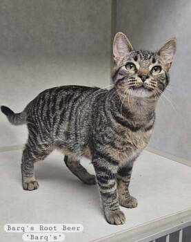 Domestic Short Hair Cats Available for Adoption in Wapakoneta, Ohio - Barq