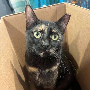 Serafina -  Domestic Short Hair Cat for Adoption in Reisterstown, Maryland - Serafina | PetCurious