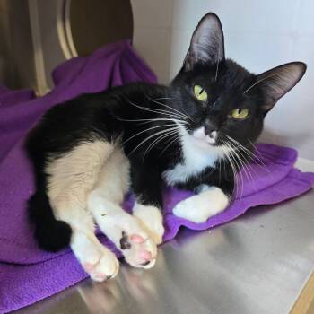 Domestic Short Hair Cats Available for Adoption in Spokane, Washington - Dewdrop | PetCurious