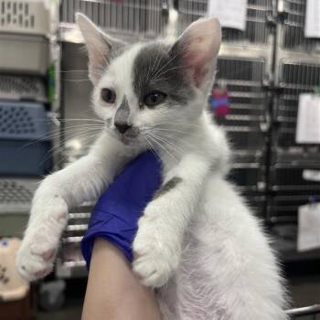 Roo -  Domestic Short Hair Cat for Adoption in Bentonville, Arkansas - Roo | PetCurious