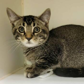 Rescue Domestic Short Hair Cats for Adoption in Columbia, Missouri - Declan | PetCurious