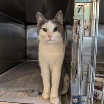 Domestic Short Hair Cats Available for Adoption - Jessica | PetCurious