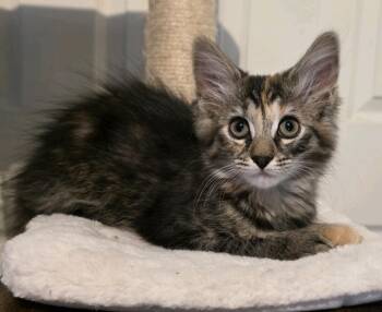 Bindi -  Domestic Medium Hair and Tabby Cat for Adoption - Bindi | PetCurious