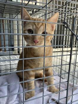 PETER -  Domestic Short Hair Cat for Adoption in Dallas, Texas - PETER | PetCurious