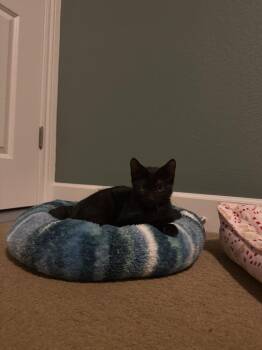 CHURRO -  Domestic Short Hair Cat for Adoption in Broomfield, Colorado - CHURRO | PetCurious