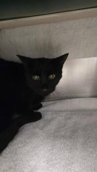 Domestic Short Hair Cats Available for Adoption in Montreal, Quebec - Noiro | PetCurious