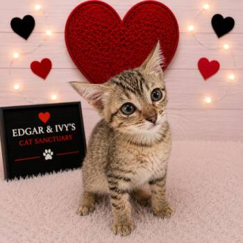 Rolo -  Domestic Short Hair Cat for Adoption in Corpus Christi, Texas - Rolo | PetCurious