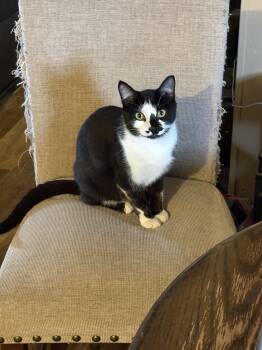 Tuxedo Cats Available for Adoption in Lubbock, Texas - Fishstick | PetCurious