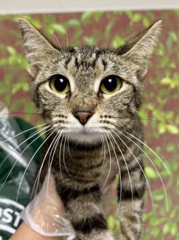 Domestic Short Hair Cats Available for Adoption in San Antonio, Texas - Janet | PetCurious