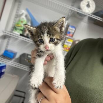 Domestic Short Hair Cats Available for Adoption in St. Louis, Missouri - Gemmy | PetCurious