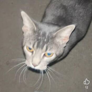 Domestic Short Hair Cats Available for Adoption in Rochester, Minnesota - FOUND - Grey Cat | PetCurious
