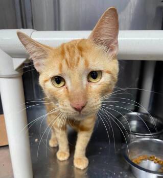 Rusty -  Domestic Short Hair Cat for Adoption in Stillwater, Oklahoma - Rusty | PetCurious