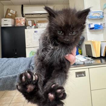 Domestic Long Hair Cats Available for Adoption in Pekin, Illinois - Famous Wok | PetCurious