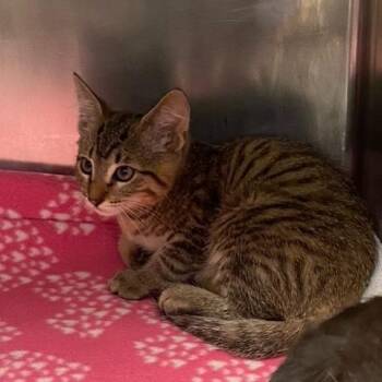 Larry -  Domestic Short Hair Cat for Adoption in Chehalis, Washington - Larry | PetCurious