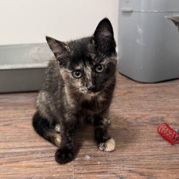 Marie -  Domestic Short Hair Cat for Adoption in Buffalo, New York - Marie | PetCurious