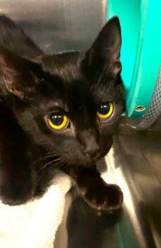 MIDNIGHT -  Domestic Short Hair Cat for Adoption in Pegram, Tennessee - MIDNIGHT | PetCurious