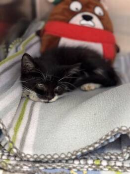 Rescue Domestic Short Hair Cats for Adoption in Las Vegas, Nevada - JINX | PetCurious