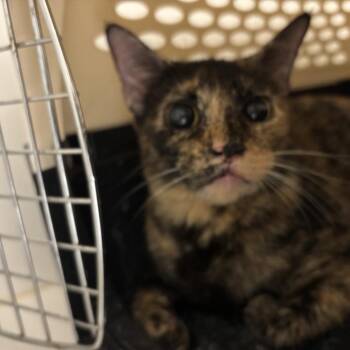 Tilly (C46) -  Domestic Short Hair Cat for Adoption in Portland, Texas - Tilly (C46) | PetCurious