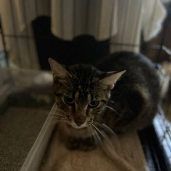 Calvin -  Domestic Short Hair Cat for Adoption in League City, Texas - Calvin | PetCurious