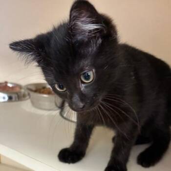 Domestic Short Hair Cats Available for Adoption in South Elgin, Illinois - Mallard | PetCurious