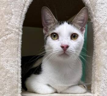 Loki -  Domestic Short Hair Cat for Adoption in Camarillo, California - Loki | PetCurious