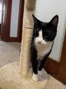 Rescue Domestic Short Hair Cats for Adoption in Camp Hill, Pennsylvania - Papaya | PetCurious