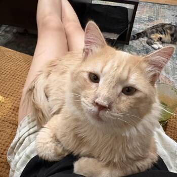 Dennis -  Domestic Long Hair Cat for Adoption in Los Angeles, California - Dennis | PetCurious