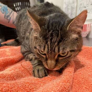 Diego -  Domestic Short Hair Cat for Adoption in Lake Havasu City, Arizona - Diego | PetCurious