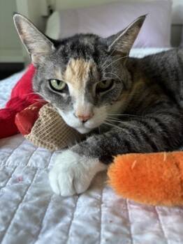 Rescue Domestic Short Hair Cats for Adoption in West Chester, Pennsylvania - Chiclet | PetCurious