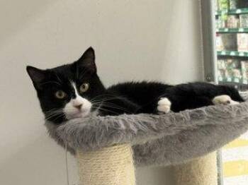 Christey -  Tuxedo and Domestic Short Hair Cat for Adoption in Hazlet, New Jersey - Christey | PetCurious